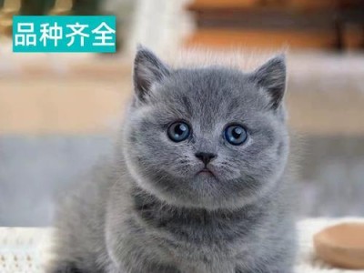 聪明的猫咪（一只可爱的猫咪如何高效盗取包子，让你忍俊不禁！）