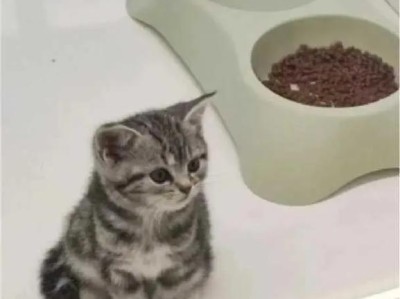 神医奶猫出装攻略（探讨神医奶猫在男主角角色中的战术价值与装备选择）