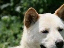 狐狸与猎犬（打造完美团队，共赴狩猎盛宴）