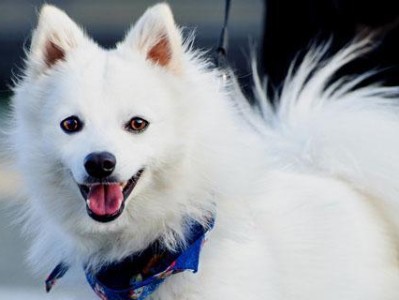 红警狐狸与猎犬攻略（在这个红色纷飞的世界中，红警狐狸能否战胜无所畏惧的猎犬？（）