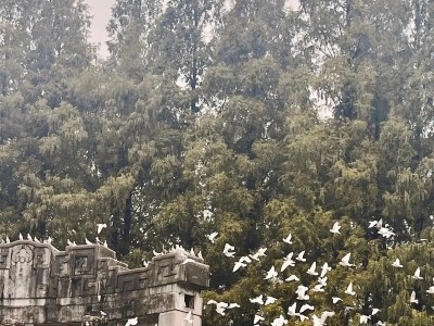 《QQ飞车手游》白鸽属性图鉴（白鸽怎么样？白鸽属性一览！）